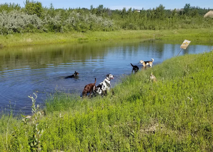 Nice places for 2024 dog walks near me